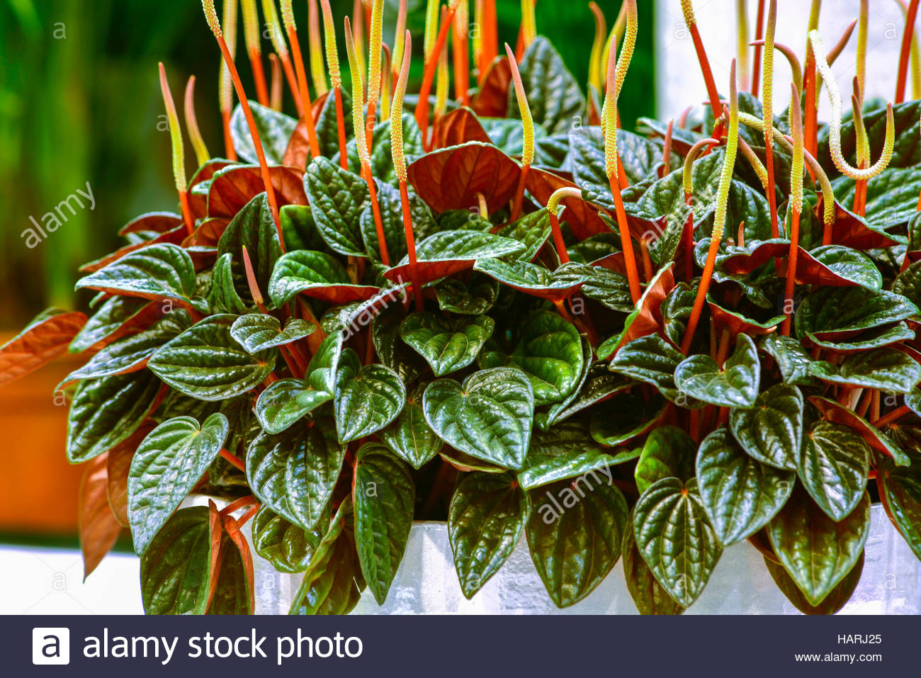 Пеперомия Каперата Ред Луна (Peperomia Caperata Red Luna) D11см - купить в интер