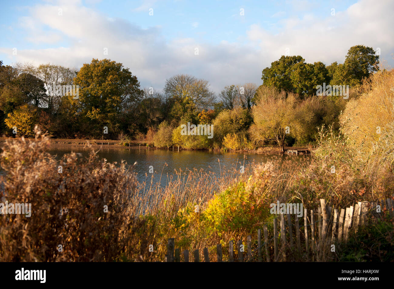 Autumn, Fall colours colors in Haysden Country Park, Kent, UK Stock Photo