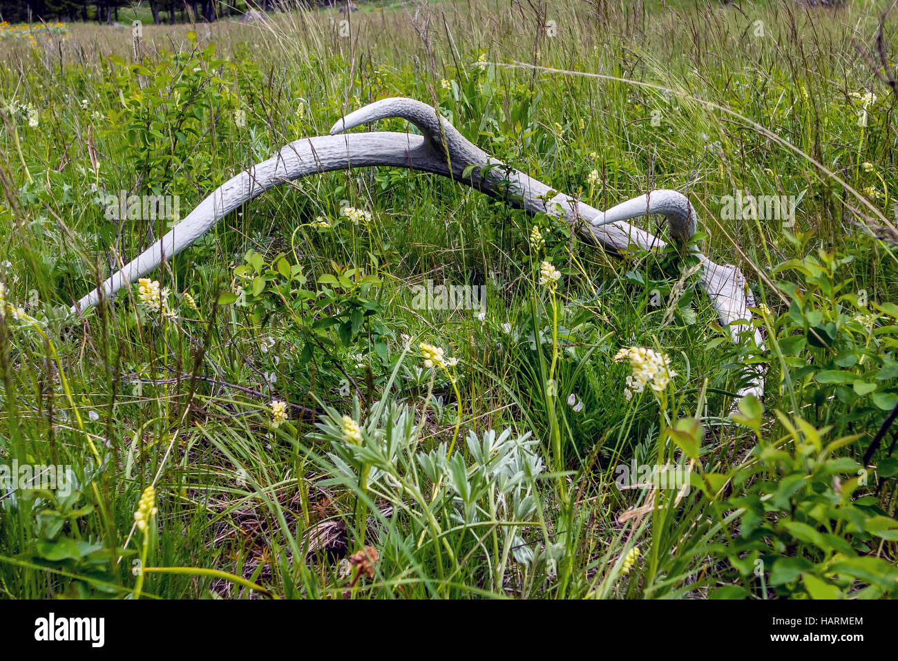 Discarded elk antlers lying on the ground in Yellowstone National Park, Wyoming. Stock Photo