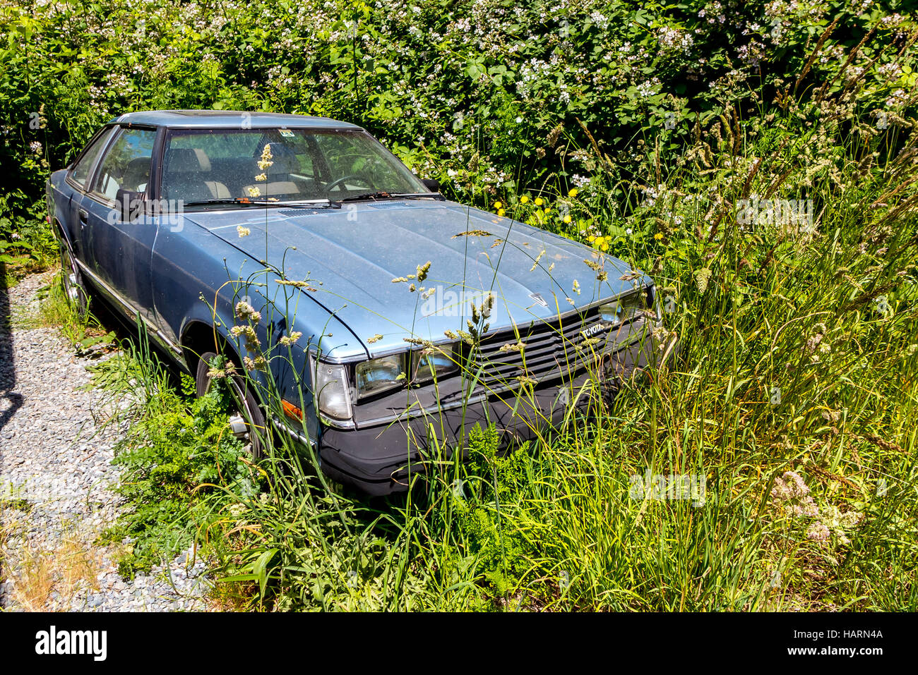 Vehicle being consumed by a blamble bush on Vashon Island, near Seattle