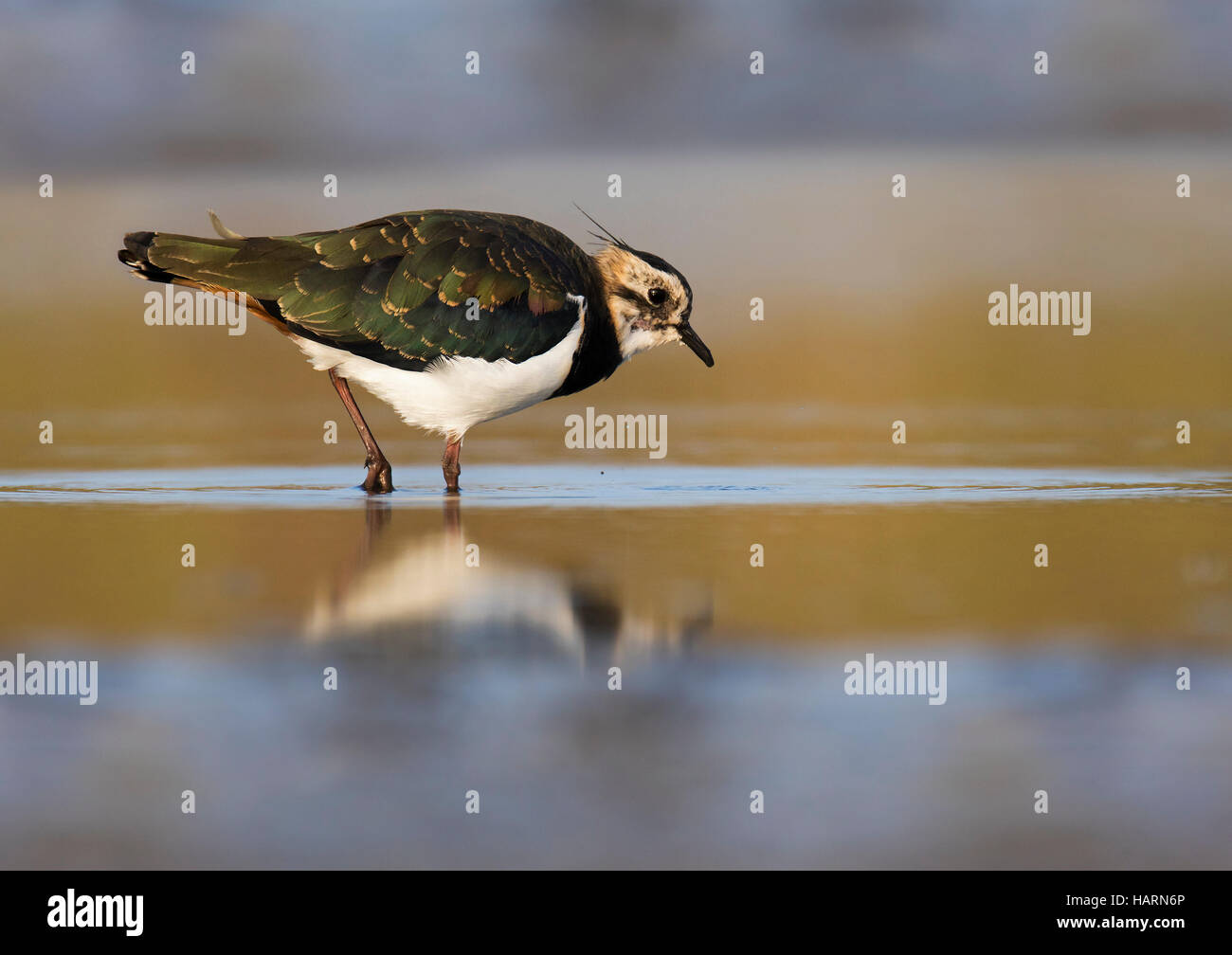 Northern lapwing (Vanellus vanellus) juvenile foraging in shallow water of marshland Stock Photo