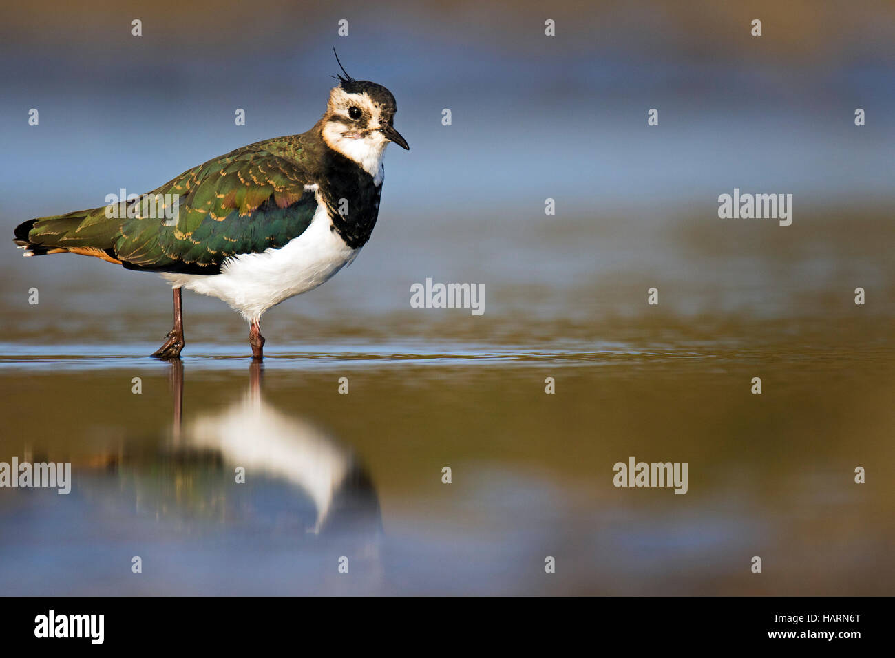 Northern lapwing (Vanellus vanellus) juvenile foraging in shallow water of marshland Stock Photo