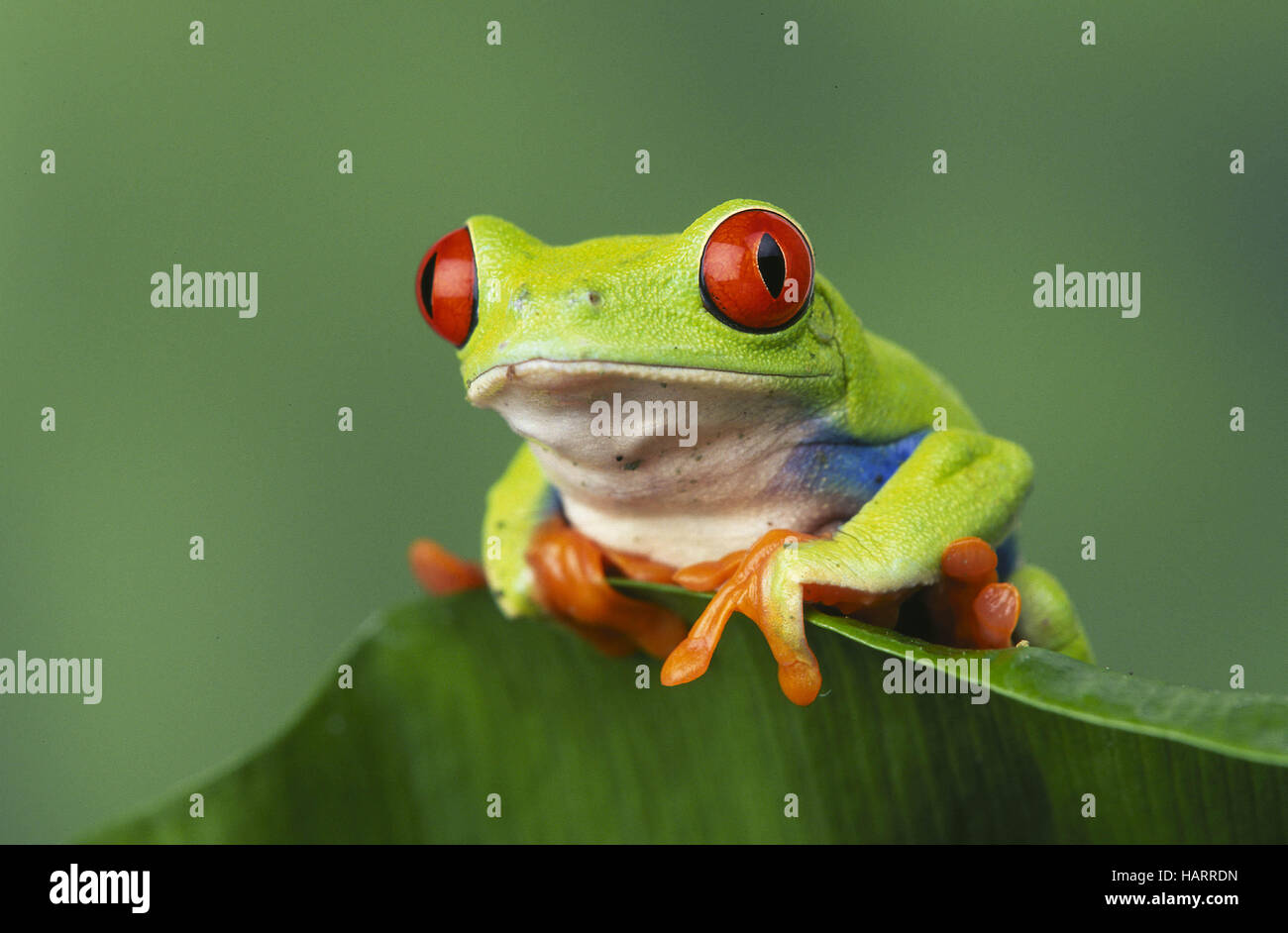 Orange Tree Frog Stock Photos & Orange Tree Frog Stock Images - Alamy