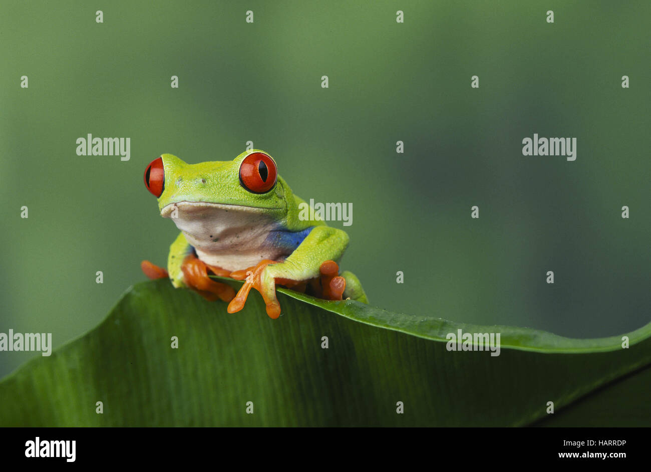 Red-eyed Tree Frog Stock Photo