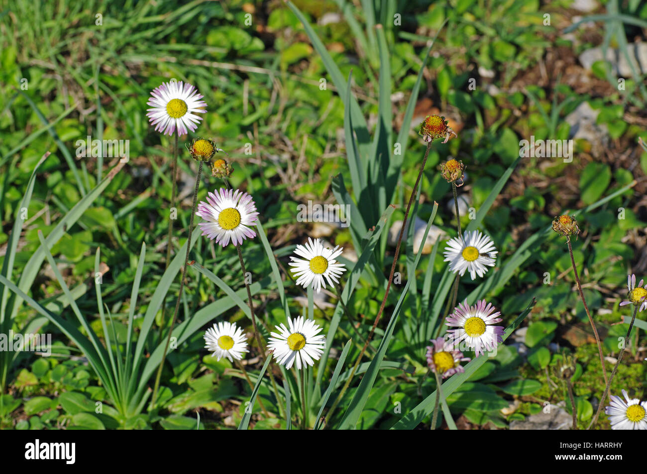 This is Bellis annua, the Annual daisy, which is flowering in autumn. Family Asteraceae, Stock Photo