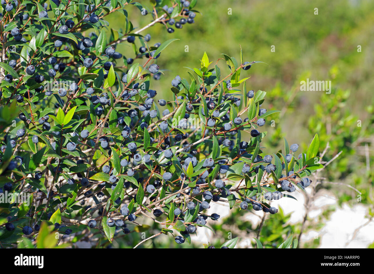 Myrtus communis, the Common myrtle, with berries in autumn, family Myrtaceae Stock Photo