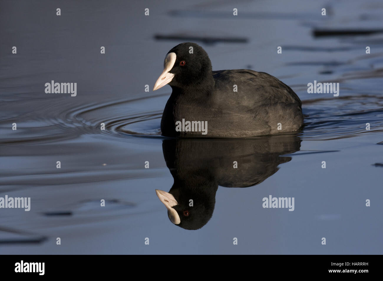 Eurasian Coot Stock Photo Alamy