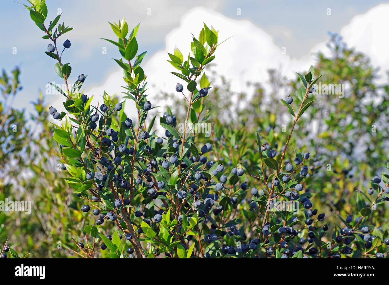 Myrtus communis, the Common myrtle, with fruits (berries), family Myrtaceae Stock Photo