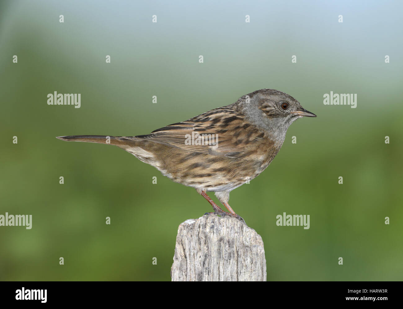 Dunnock - Prunella modularis Stock Photo