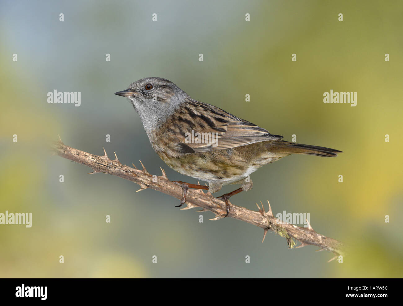 Dunnock - Prunella modularis Stock Photo