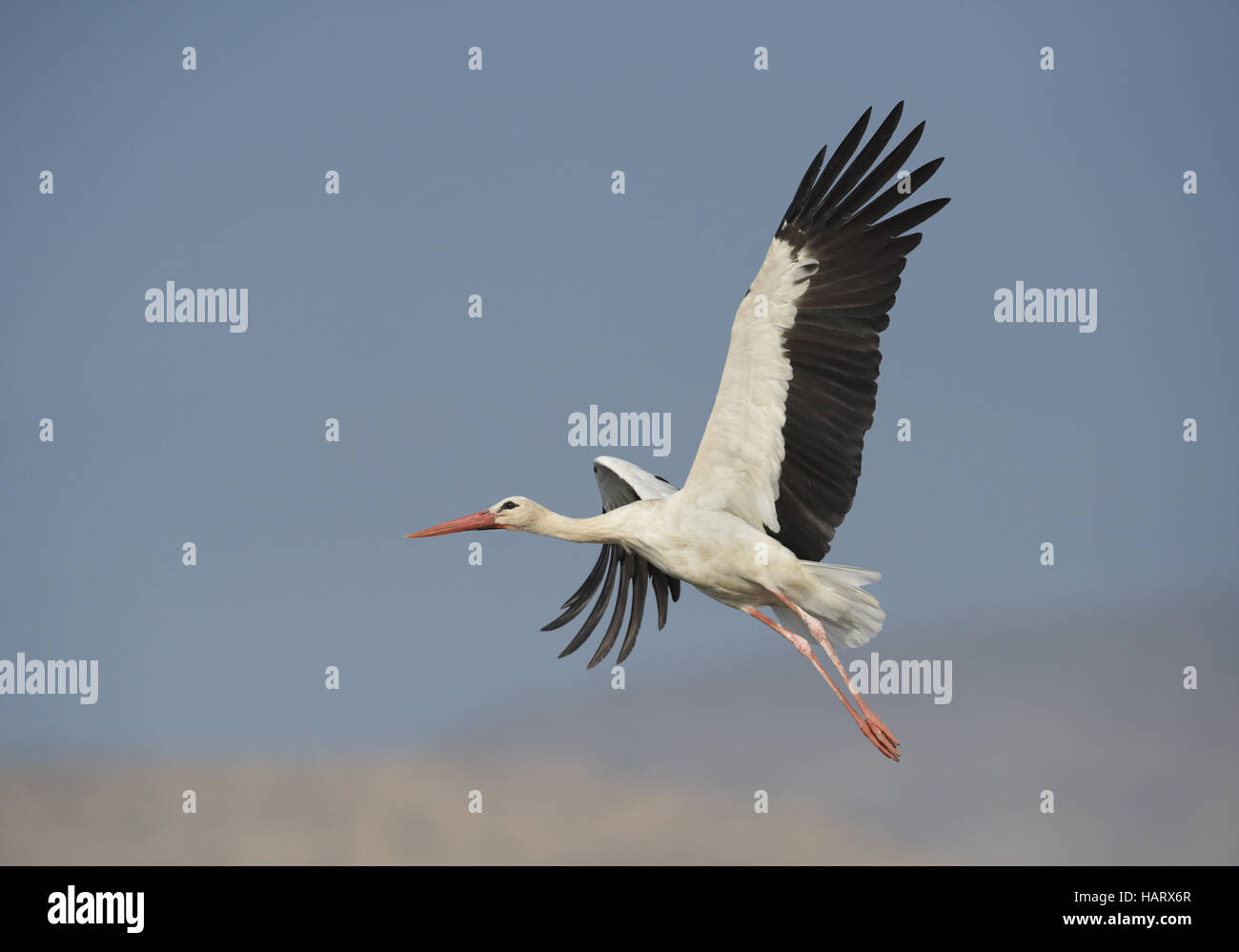 White Stork - Ciconia ciconia Stock Photo