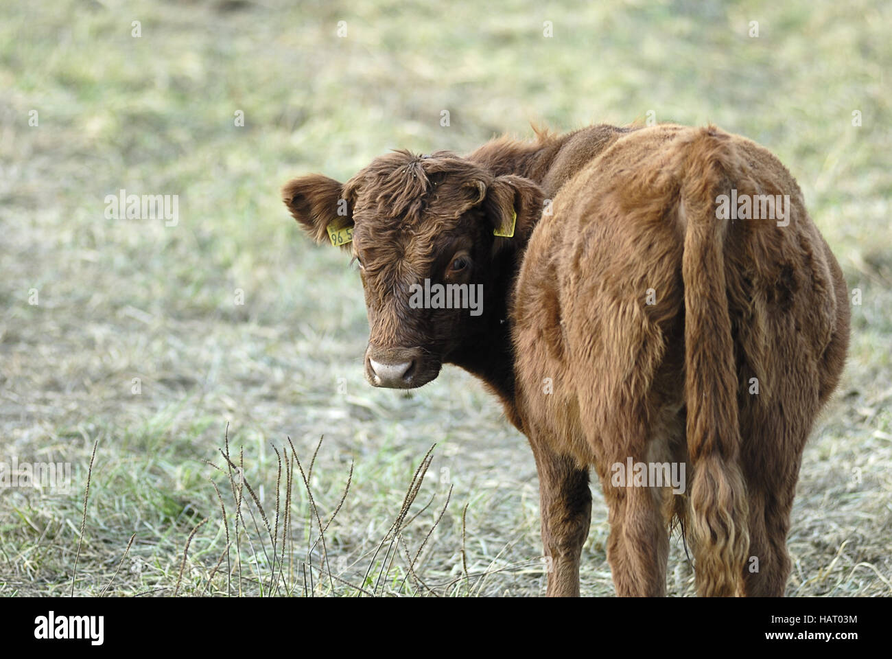 dexter-kuh-dexter-cow Stock Photo