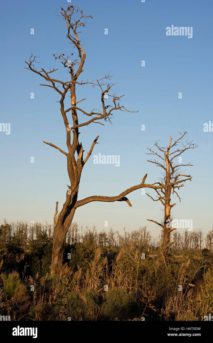 Dead loblolly pines in late afternoon sun at Chincoteague National Wildlife Refuge. Stock Photo