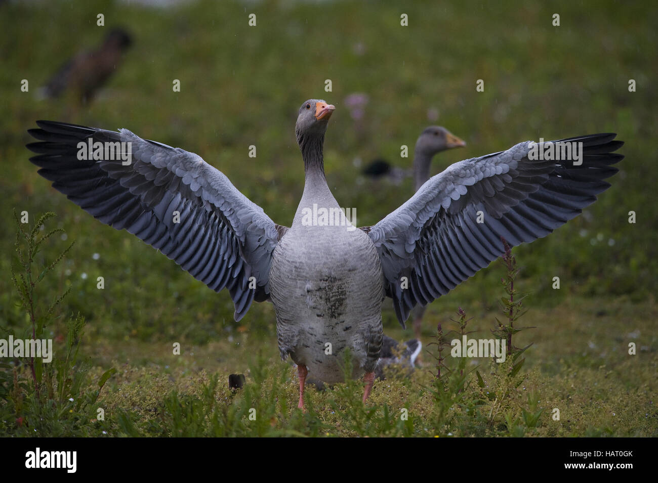 Grey Goose Stock Photo