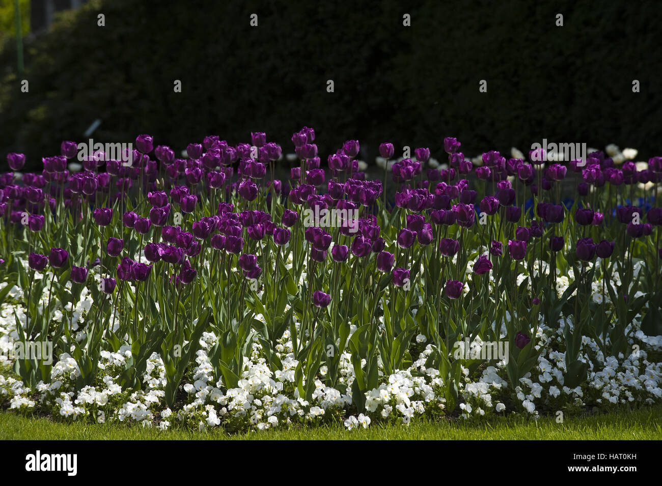 Tulpen| Tulips Stock Photo