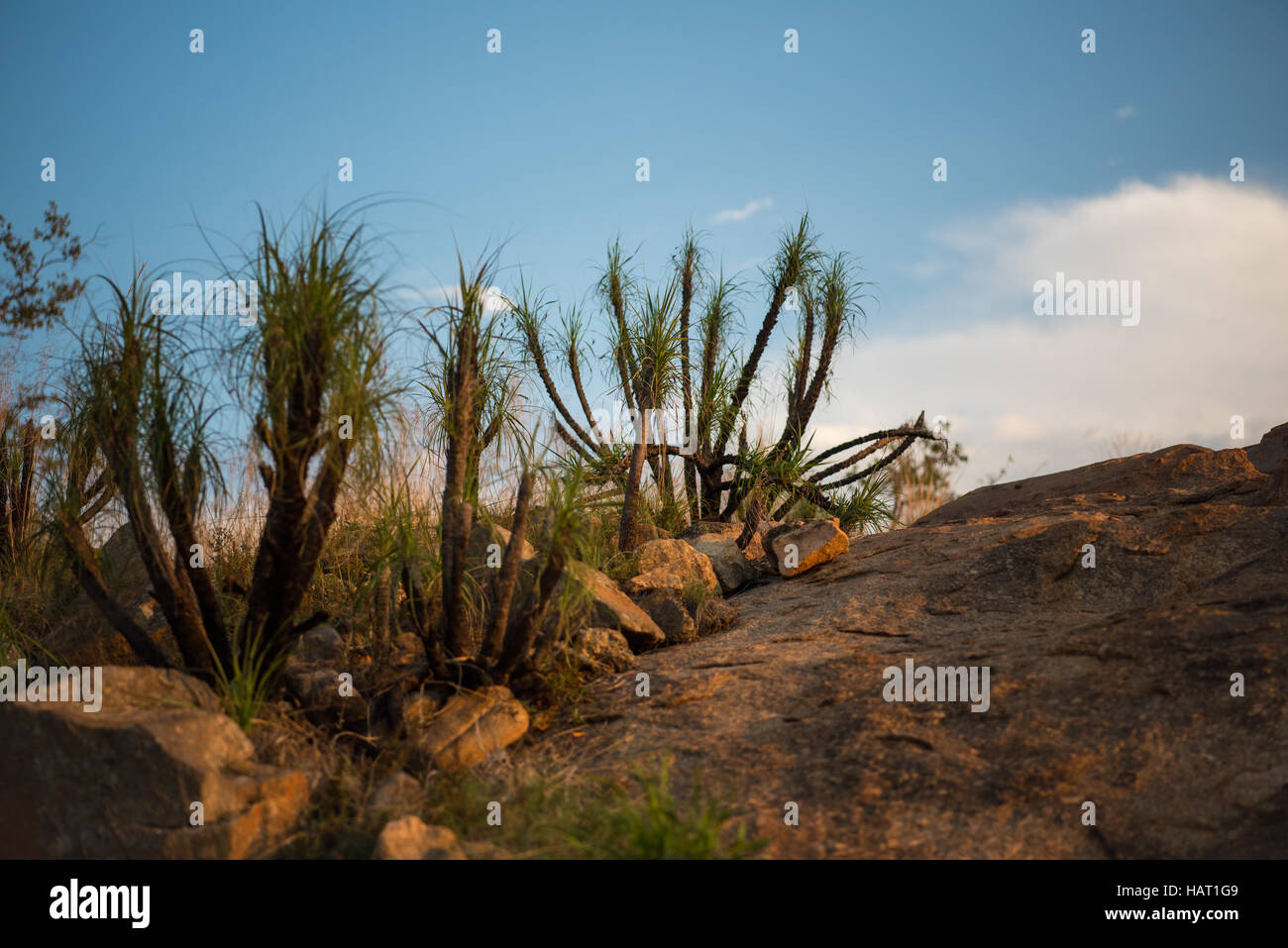 Scenic landscape of baboons tail plants growing in among rock on a rocky hilltop Stock Photo