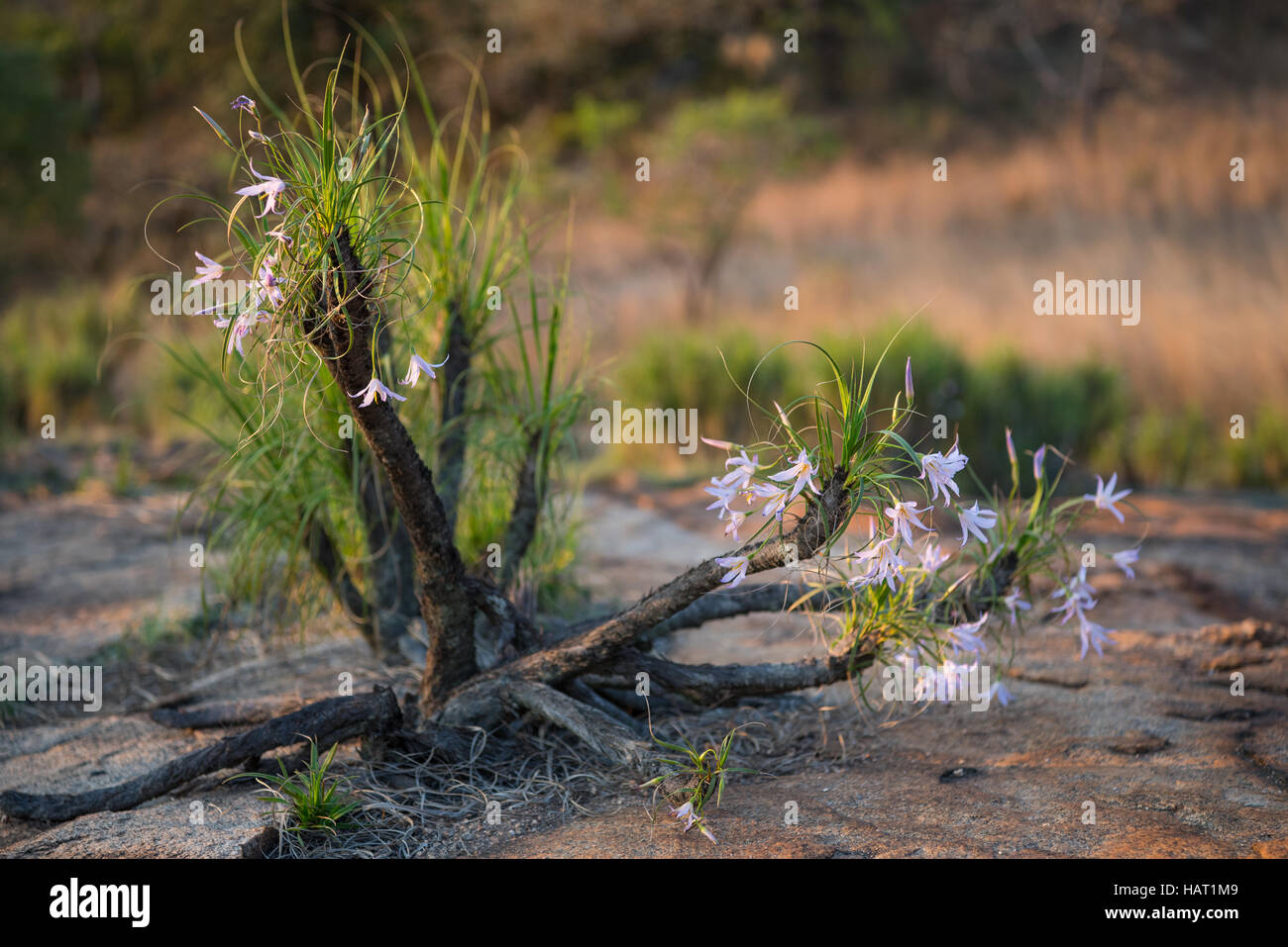 Baboons tail plant in flower during spring Stock Photo