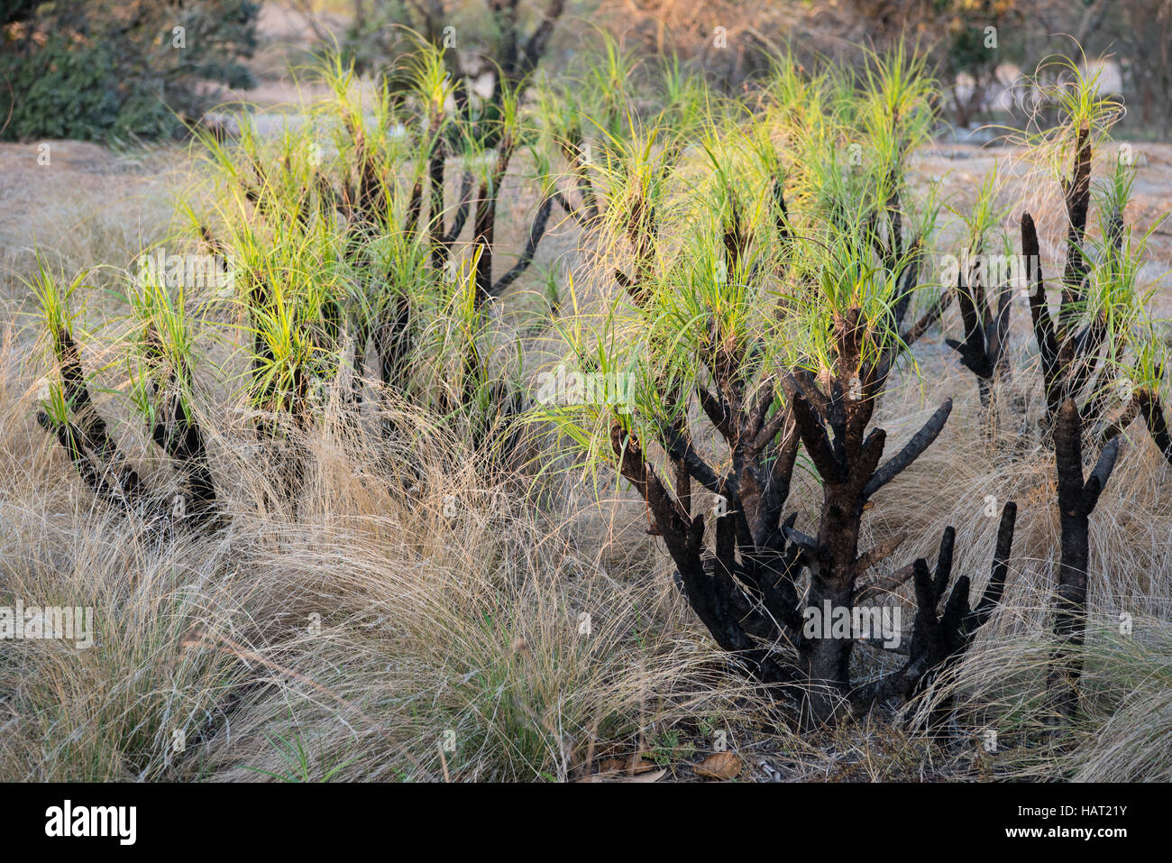 Baboon tail plants lit up by the afternoon light Stock Photo