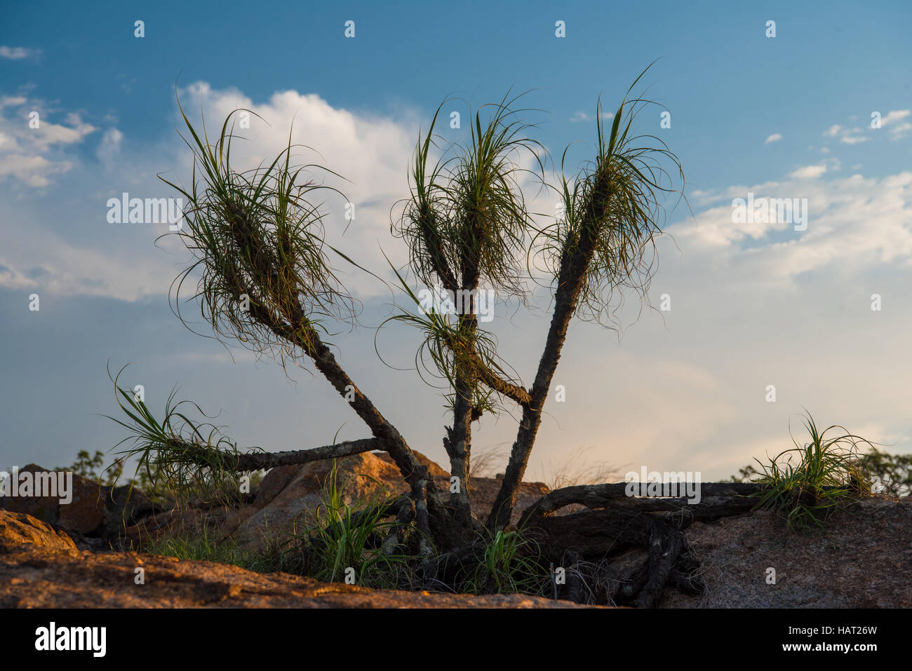 Baboons tail plant against a blue cloudy sky Stock Photo