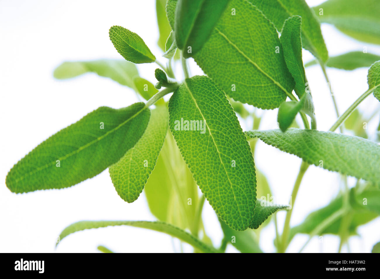 Salvia (Salvia), herb Stock Photo - Alamy