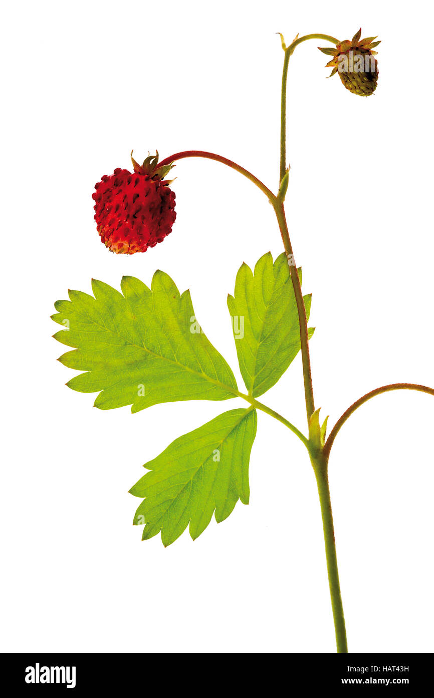 Woodland Strawberry (Fragaria vesca Stock Photo - Alamy