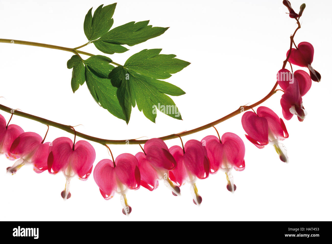 Bleeding Heart (Dicentra) Stock Photo