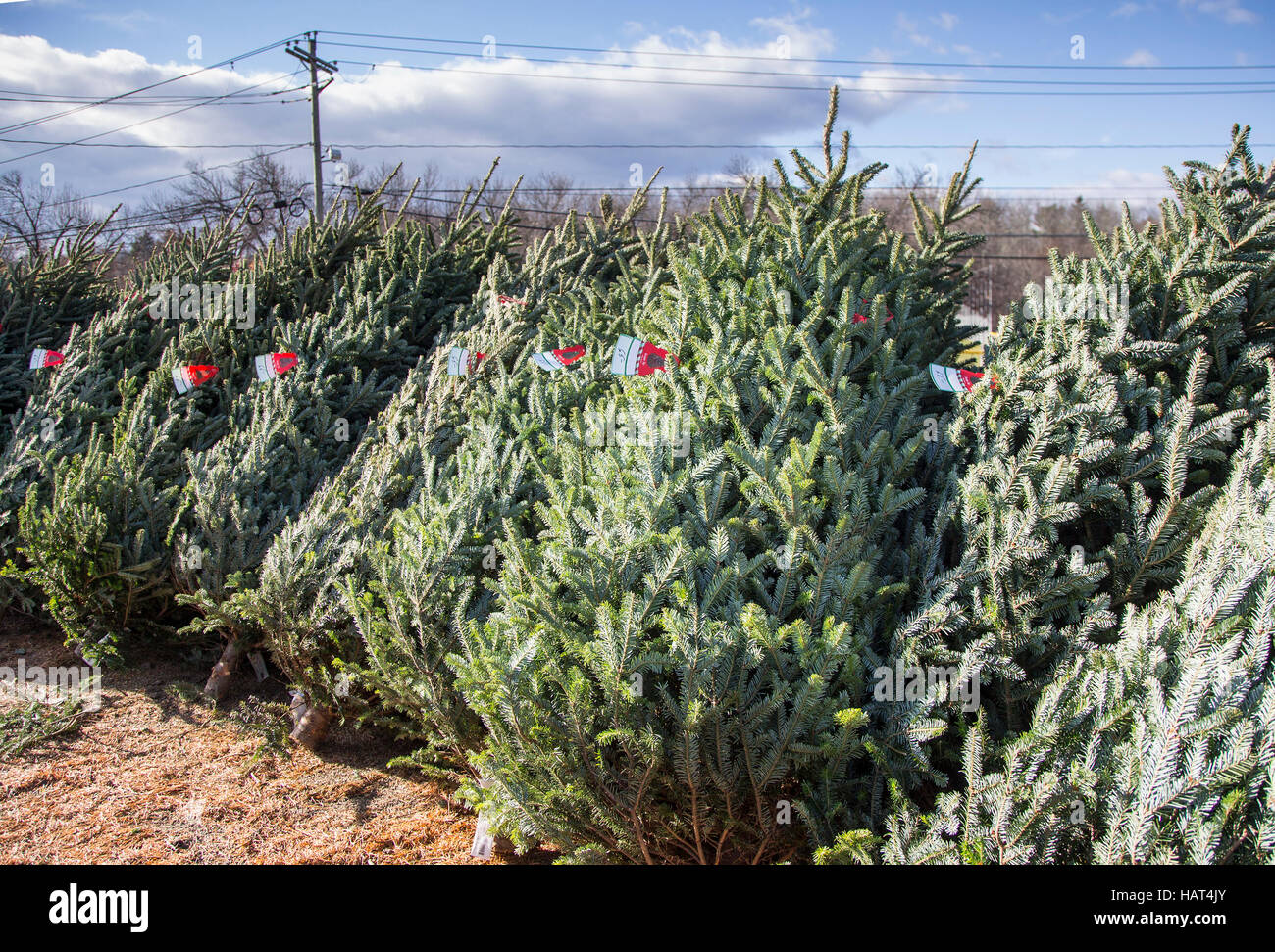 Christmas trees for sale at a nursery Stock Photo Alamy