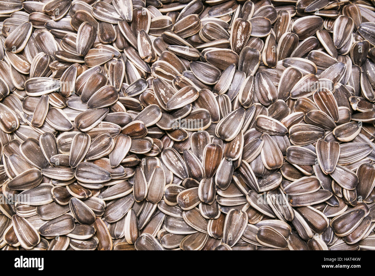 sunflower seeds background, texture Stock Photo Alamy