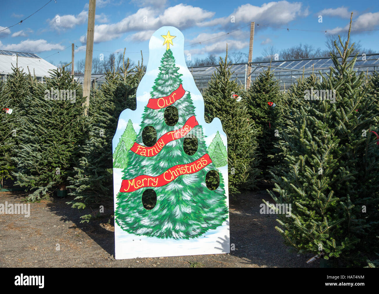 Christmas trees for sale at a nursery Stock Photo Alamy