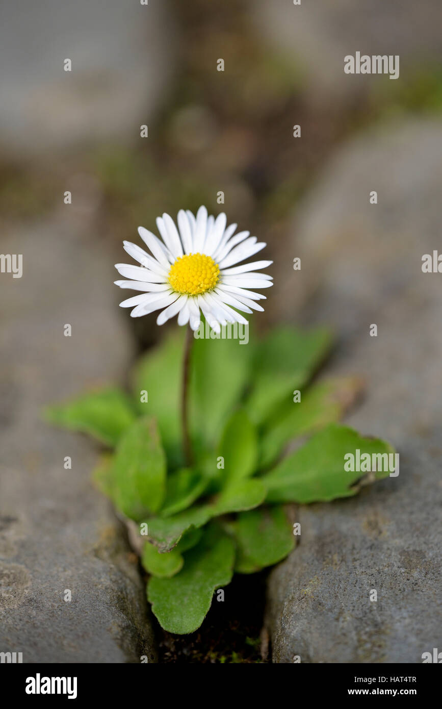 Flower crack pavement hi-res stock photography and images - Alamy