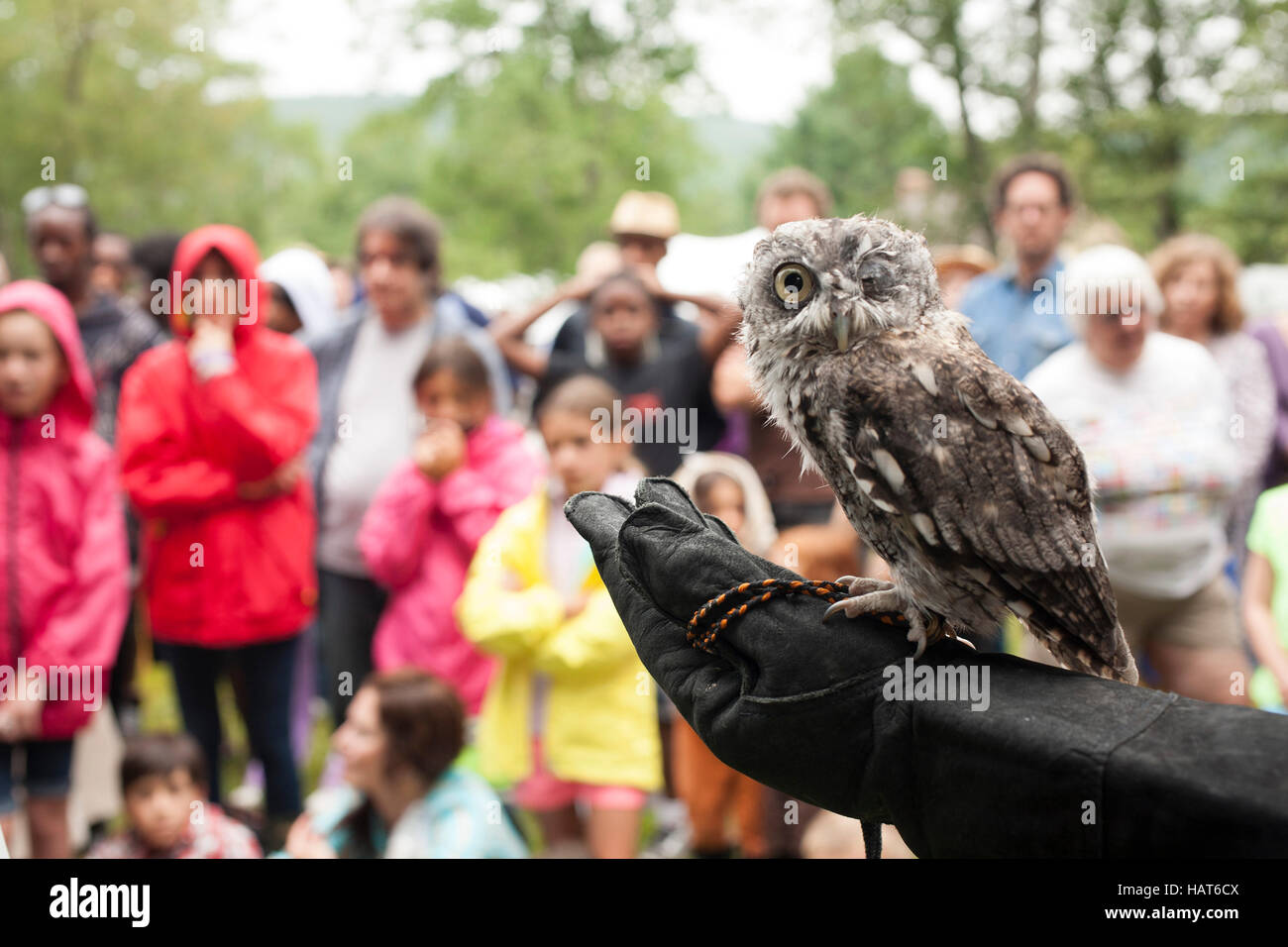 Silent Wings Raptor Rehab and Education of New York presents live bird demonstration at Austerlitz, NY Blueberry Festival. Stock Photo
