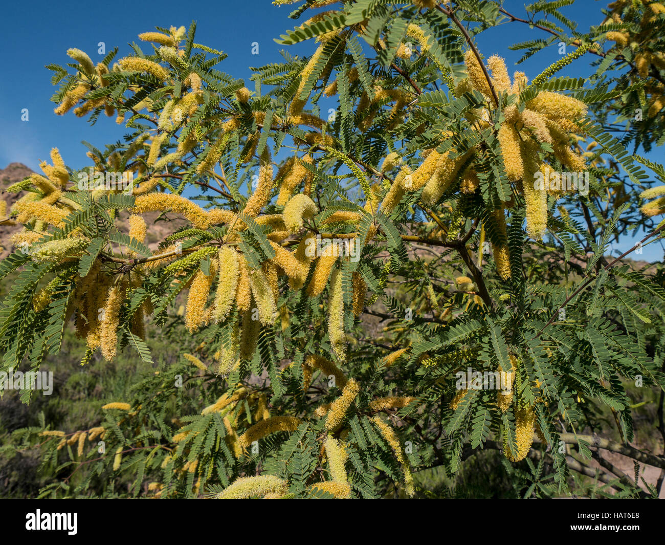 Velvet mesquite in bloom, Superstition Wilderness Area, First Water to Parker Pass, Arizona. Stock Photo
