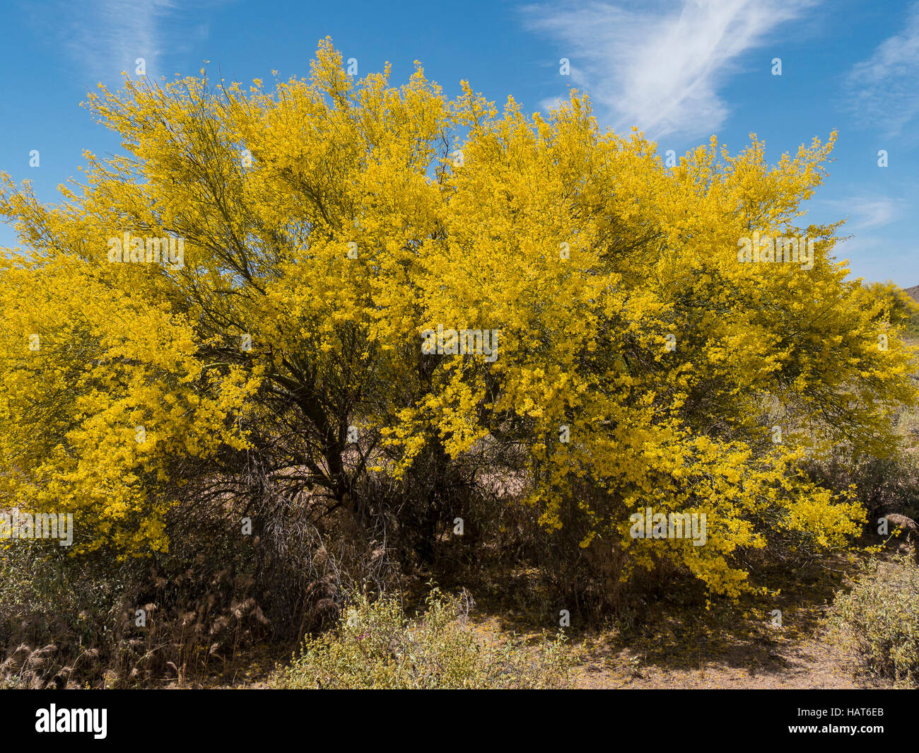 Palo verde tree in bloom hires stock photography and images Alamy