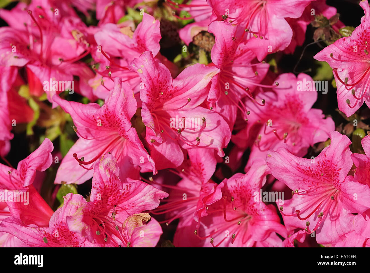 rhododendron 13 Stock Photo