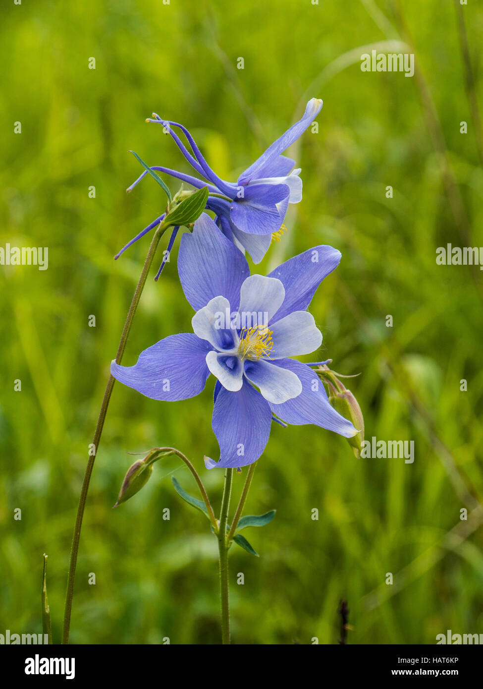 Colorado Blue Columbine, Raccoon Trail, Golden Gate Canyon State Park, Colorado. Stock Photo