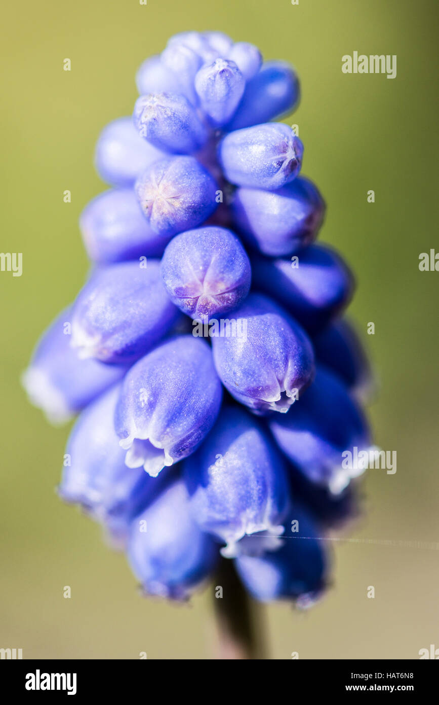 A close up of the flower spike of a grape hyacinth (Muscari) Stock Photo