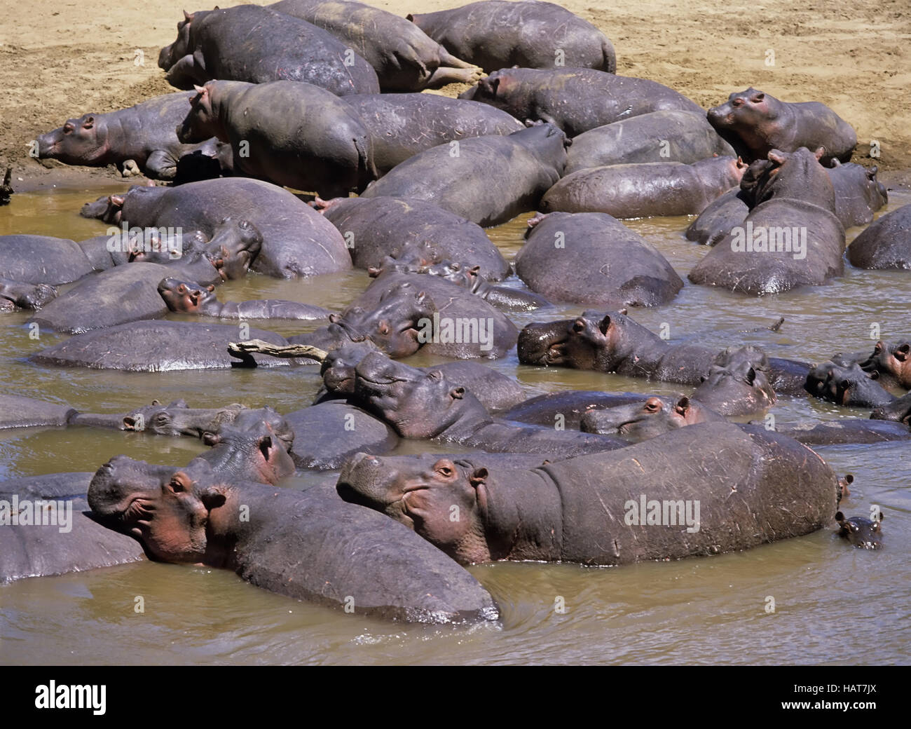 Hippos Stock Photo