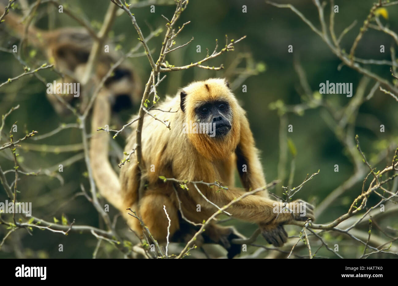 Howler monkey, female, brazil, southamerica Stock Photo