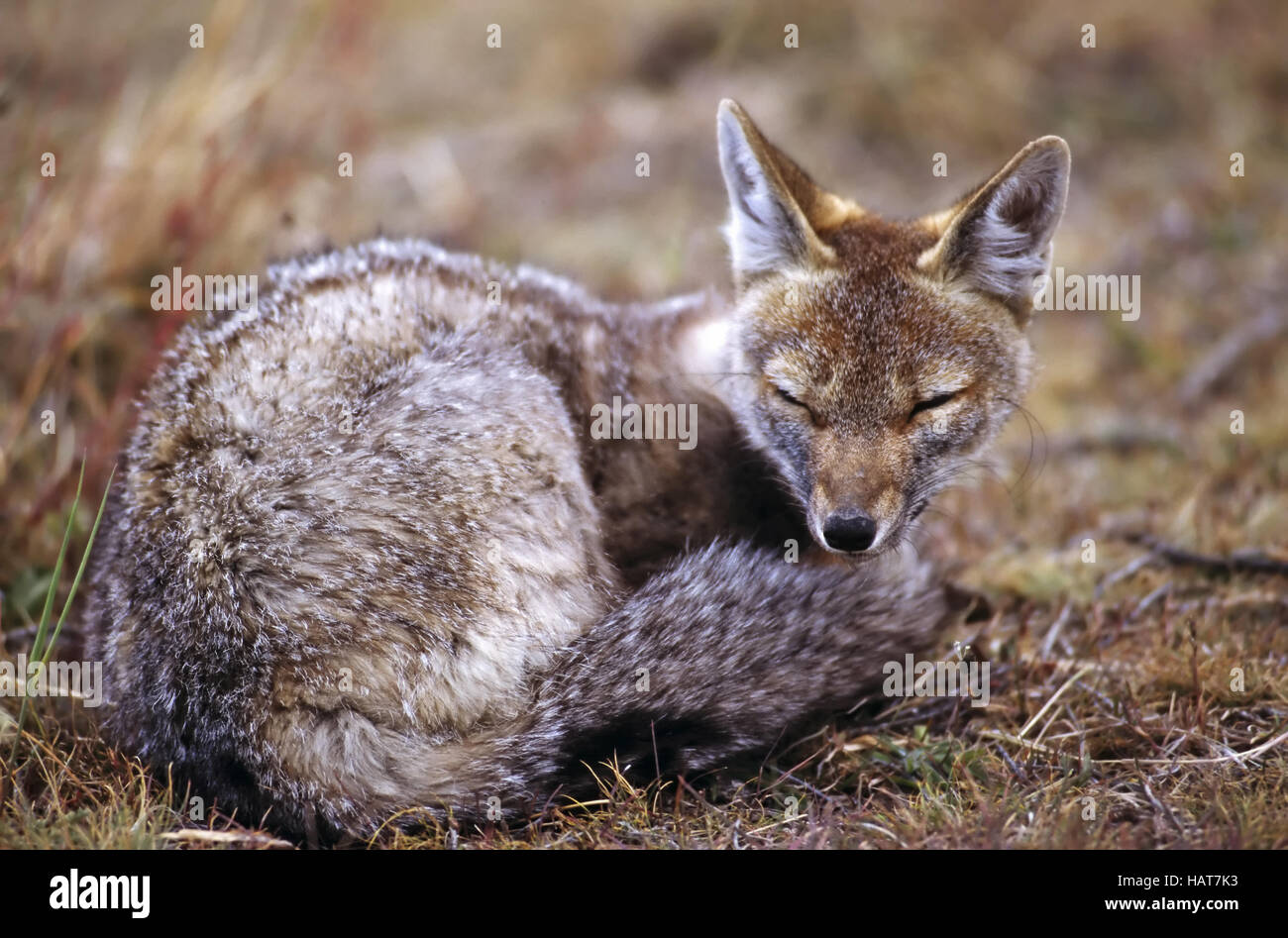 Andean fox, patagonian fox, south america Stock Photo