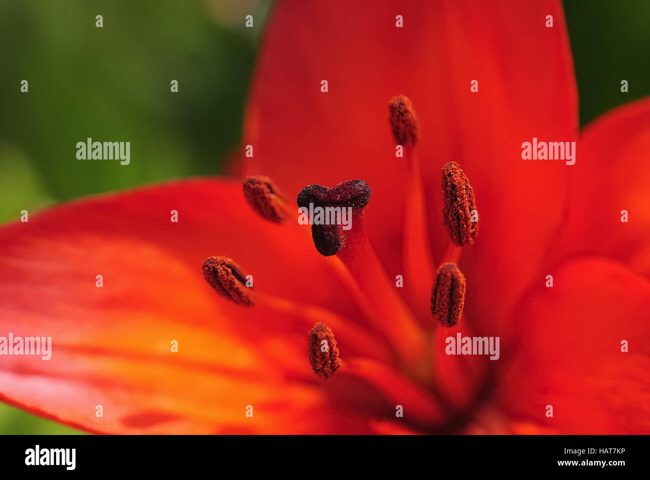 bluete 32 - blossom 32 Stock Photo