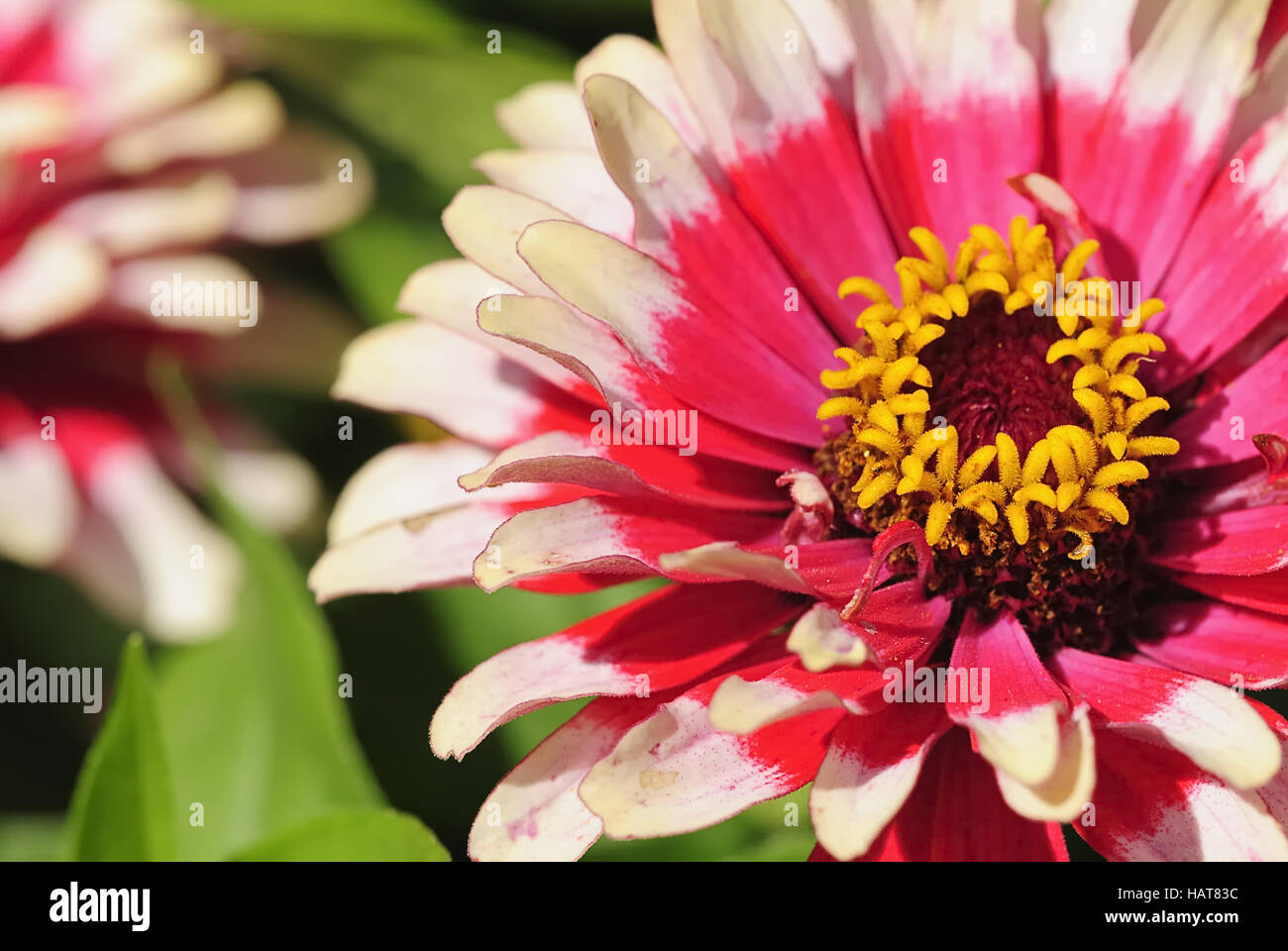 bluete 3 - blossom 3 Stock Photo