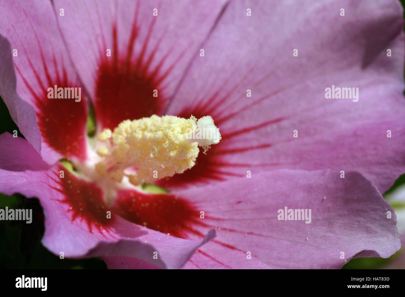 Hibiskus syriacus blume hi-res stock photography and images - Alamy