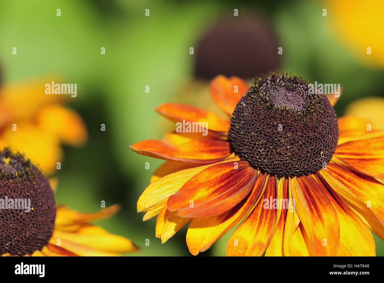echinacea purpurea 1 Stock Photo Alamy