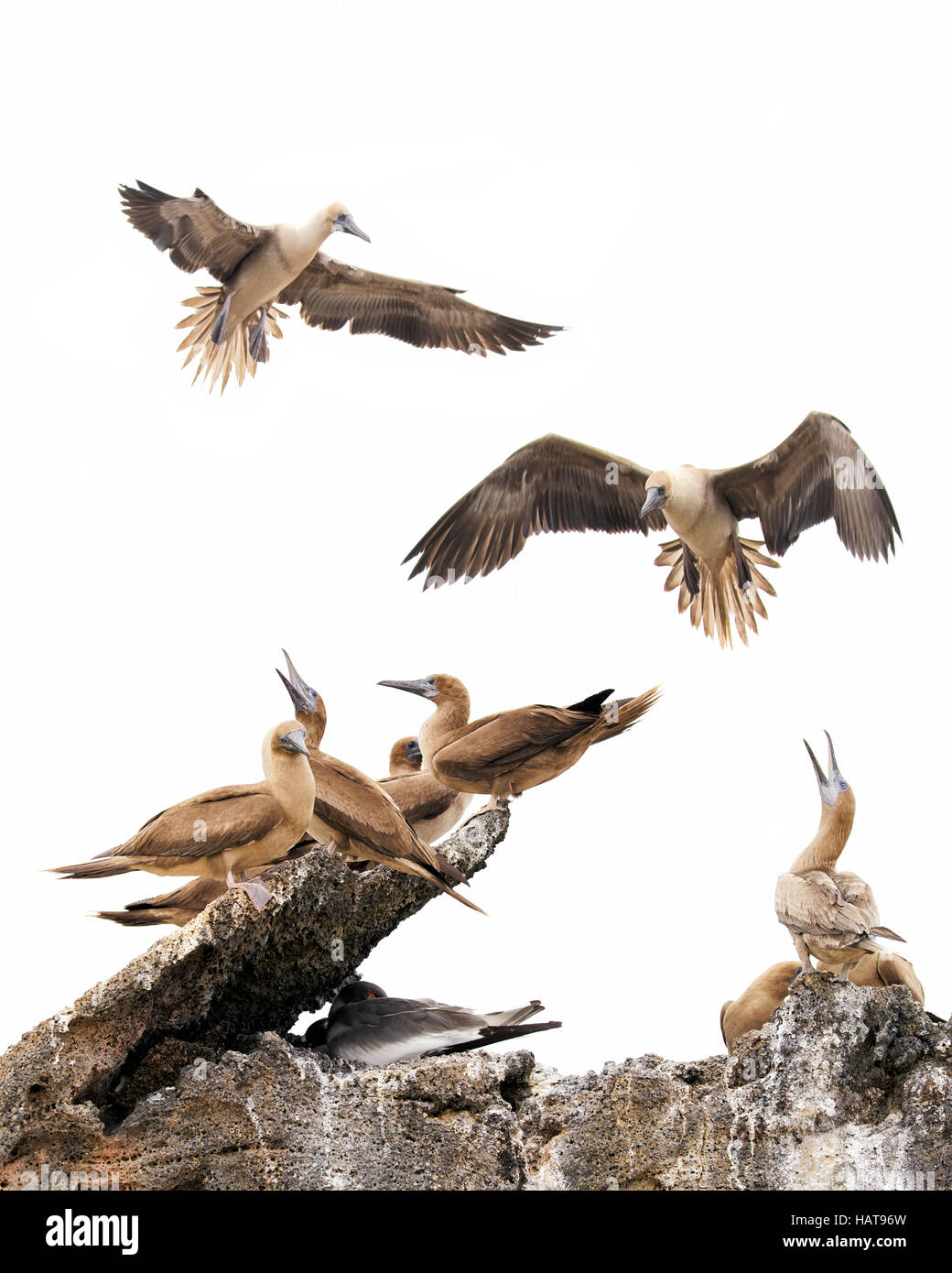 Nazca Boobies congregate along the shore of Genovesa Island in the Galapagos Islands of Ecuador Stock Photo