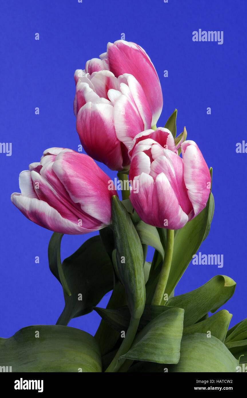 How To Keep Animals Away From Tulips