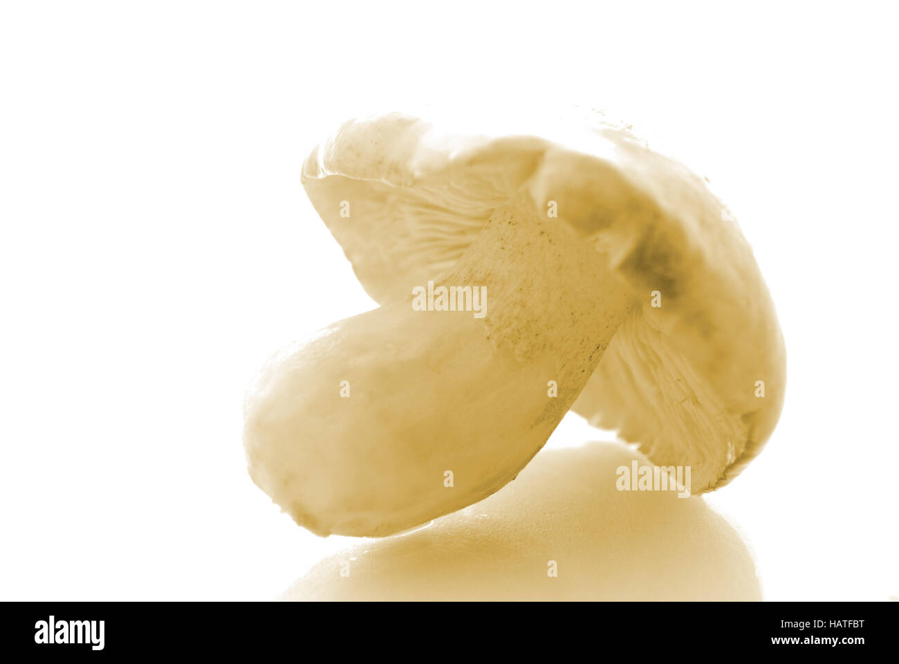 single mushroom. Tricholoma Flavovirens. Closeup Stock Photo