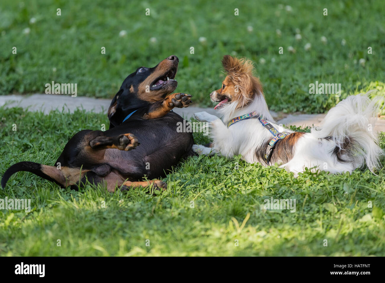 Papillon dog and a black dachshund playing with each other on the