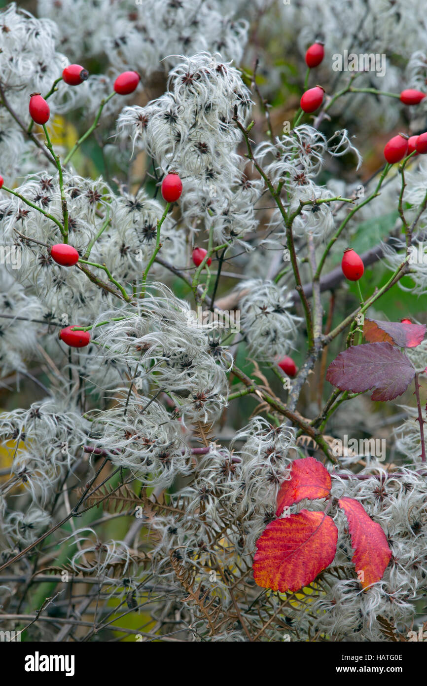 Oldmans Beard or Travellers Joy Clematis ligusticifolia and wild rose hips Stock Photo