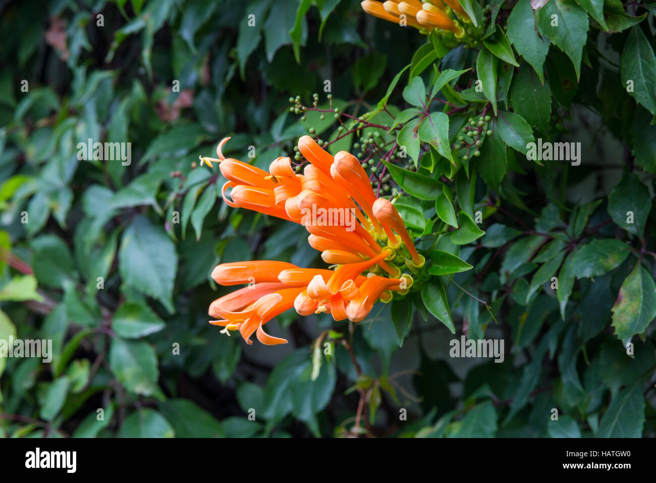 Hummingbird honeysuckle hires stock photography and images Alamy
