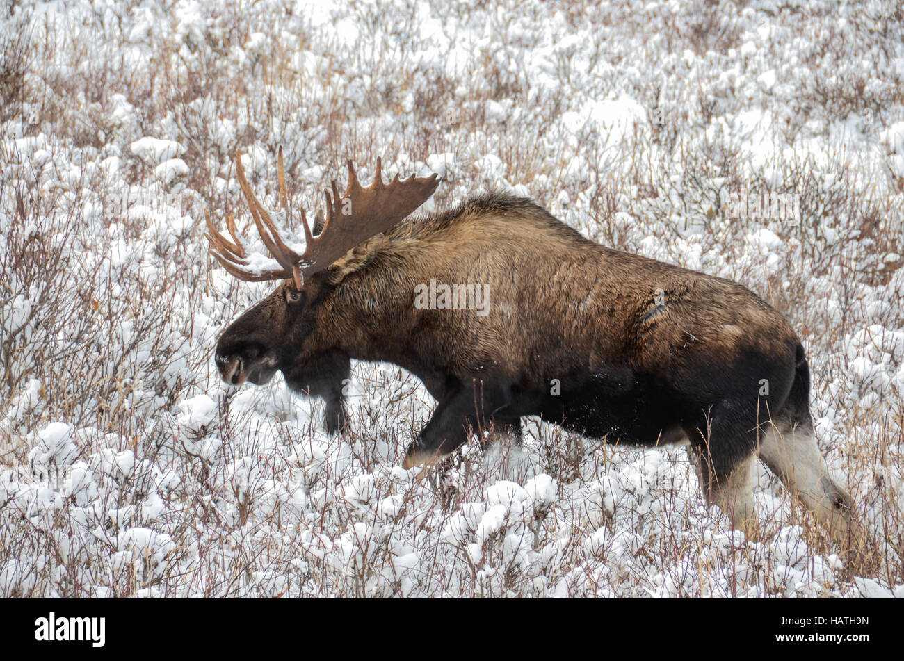 Bull moose in a snowy field Stock Photo Alamy